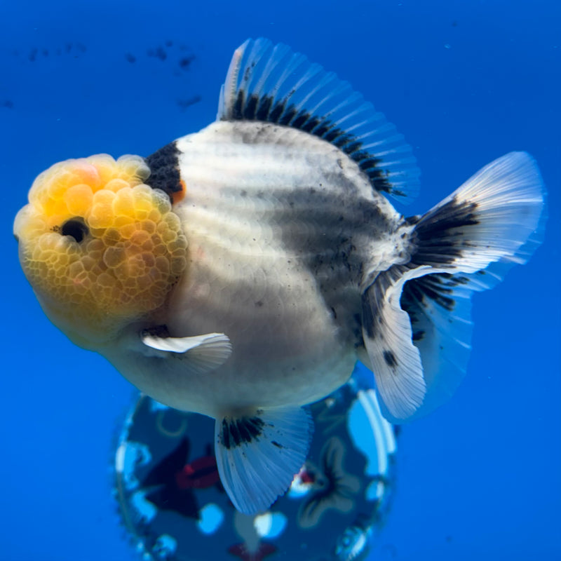 Thai Oranda Lemon Head Matte Black Eye Calico 3.5” Body Male(QGF-CK-1074)SHOWTANK