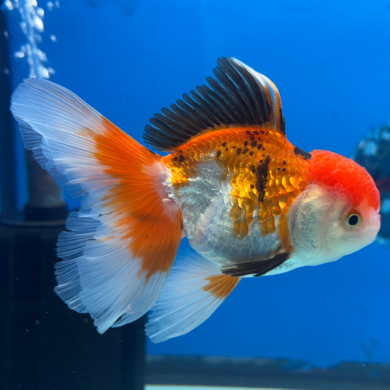 Thai Oranda Apache/Tri-Color 3” Body Male(CK-954)R3B17