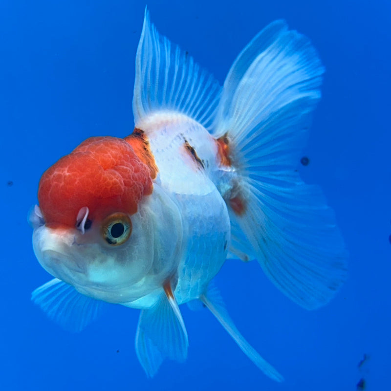 Thai Red-Cap Oranda 2.5”Body Female (JCD-175)R3B15