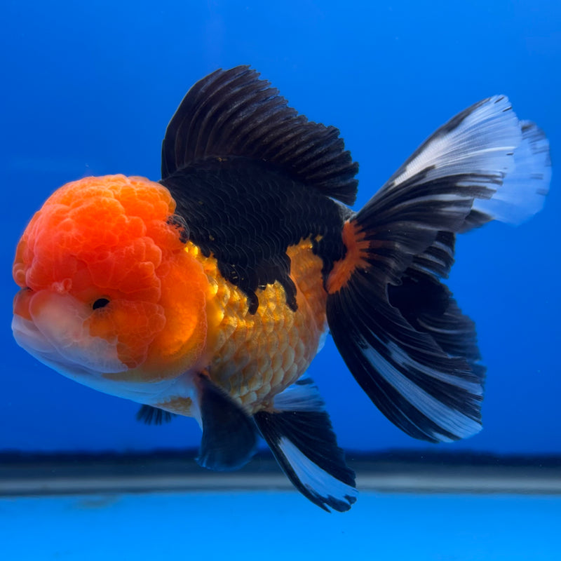 Thai Oranda Panda 3.5” Body Male(CK-1374)R1B11