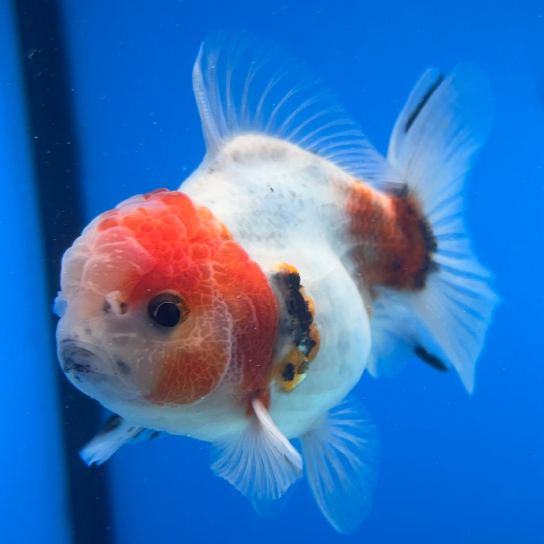 Thai Oranda Calico Yuanbao by SHOGUN 2.8” Body Male(CK-1591)R3B09