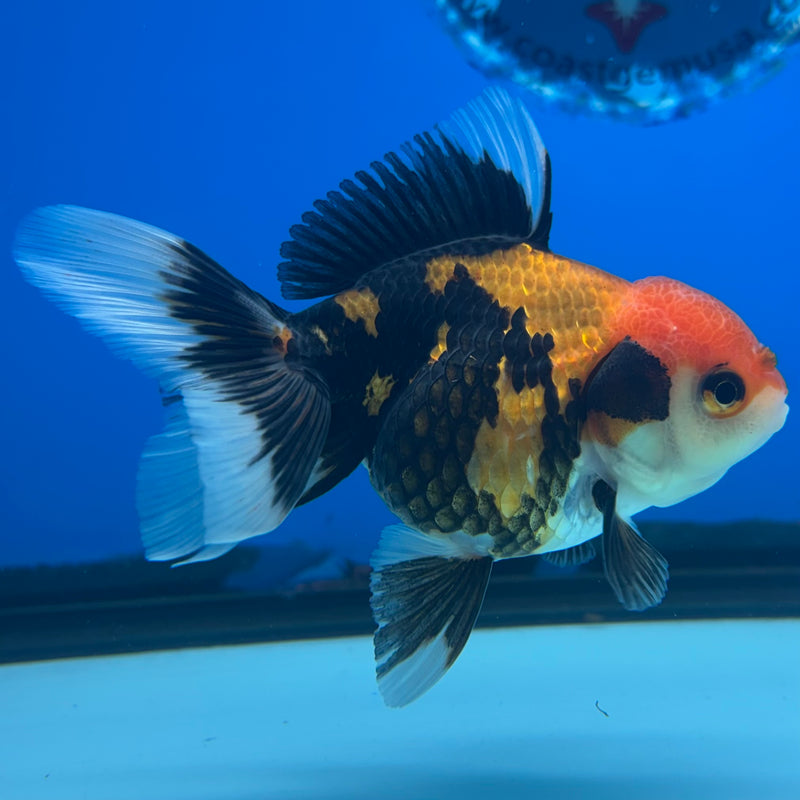 Thai Oranda Apache 2.5” Body Female(CK-1293)R3B01