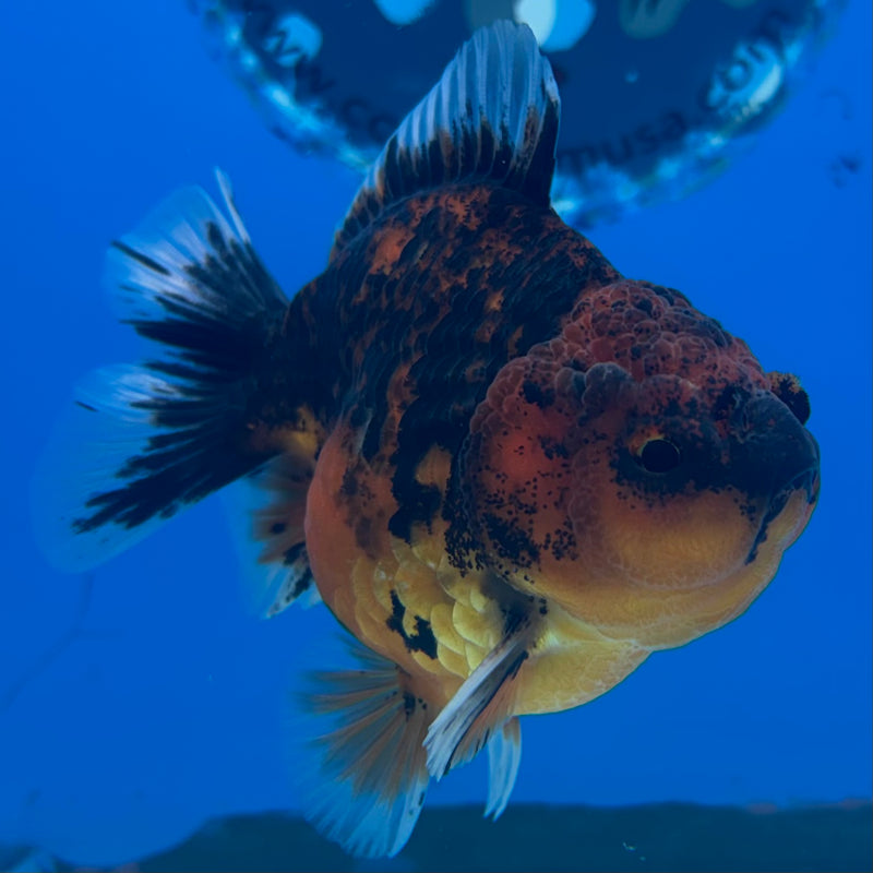 Thai Oranda SHOGUN 3” Body Male(CK-1161)R3A09