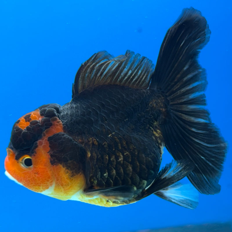 Thai Oranda Apache 3” Body Female(CK-960)R3B12