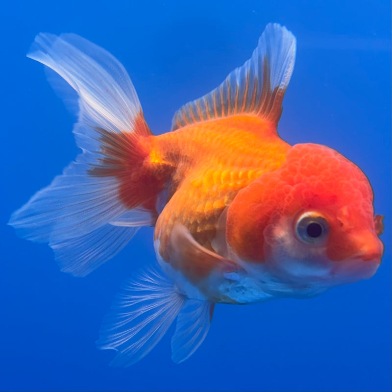 Thai Oranda Red/White 2.5” Body Female(CK-1265)R3B13