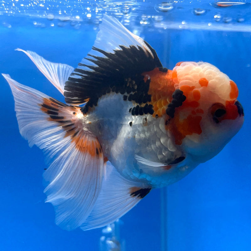Thai Oranda Tri-Color Apache 3” Body Female(CK-667)R1B08