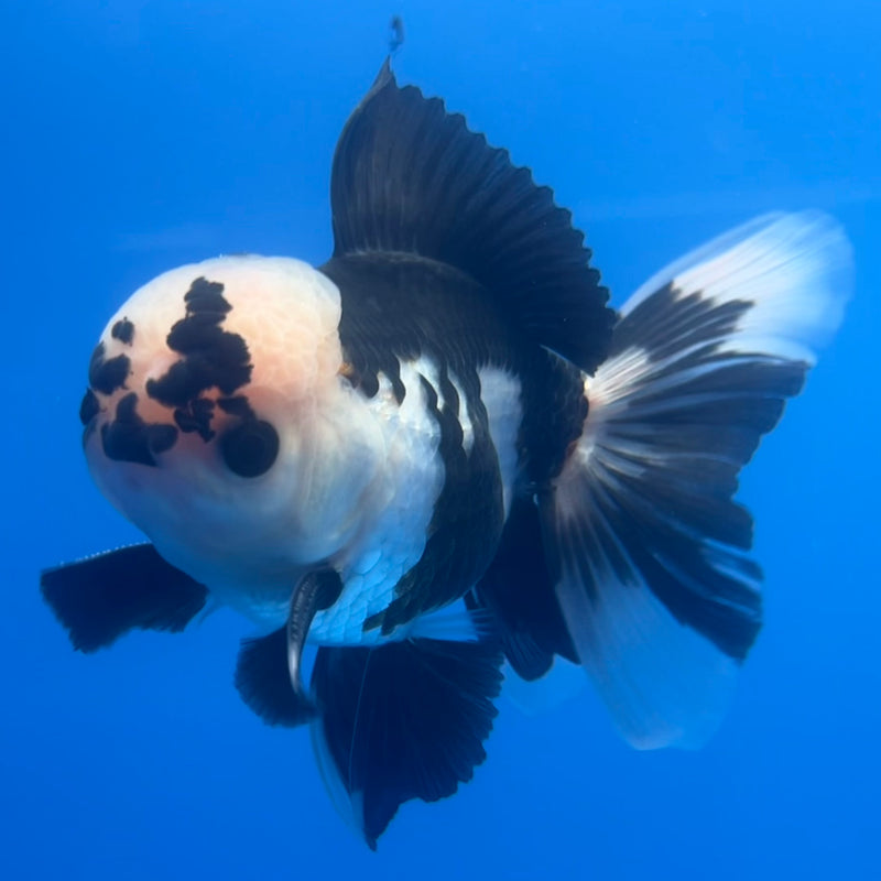 Thai Oranda Panda 3” Body Male(CK-1219)R1A09