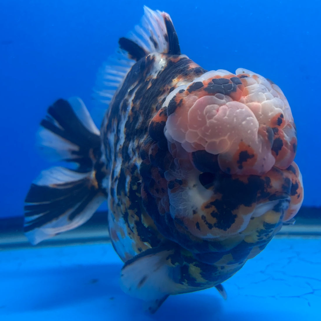 Thai Oranda Tri-Color Tiger 4.5" Male(NKT-CK-1580)BLUETUB-B