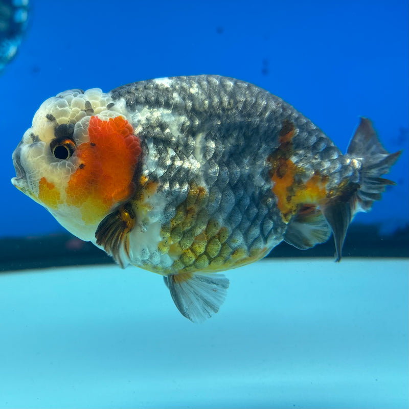 Thai Ranchu Apache Calico RARE 3.5" Body Male(CK-899)R1A10