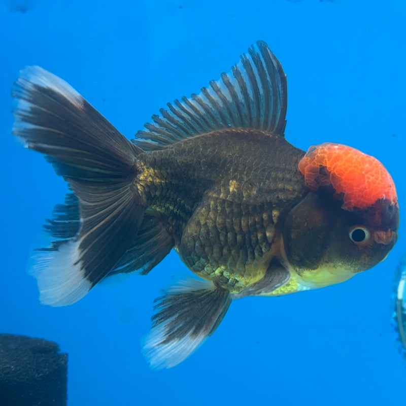 Thai Oranda Black Body Red Cap 3.5” Body Male(CK-922)R1BLUETUB4