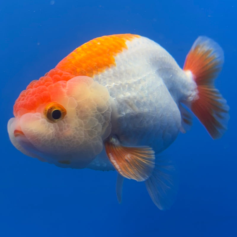 Thai Ranchu Red/White 3.5” Body Male(CK-832)R3A13