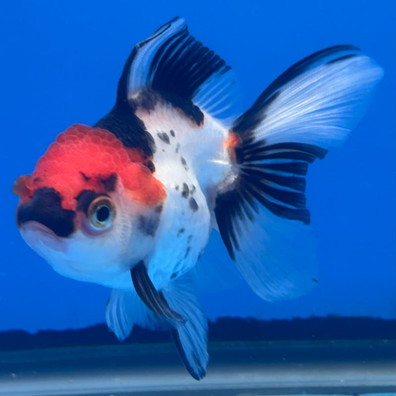 Thai Oranda Tri-Color 2.5” Body Female(CK-997)R3B20