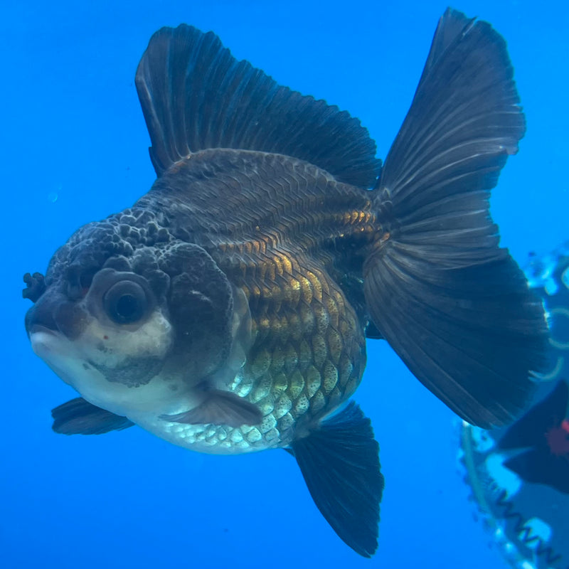 Thai Oranda Panda 2.5” Body Male(CK-1431)R3B16