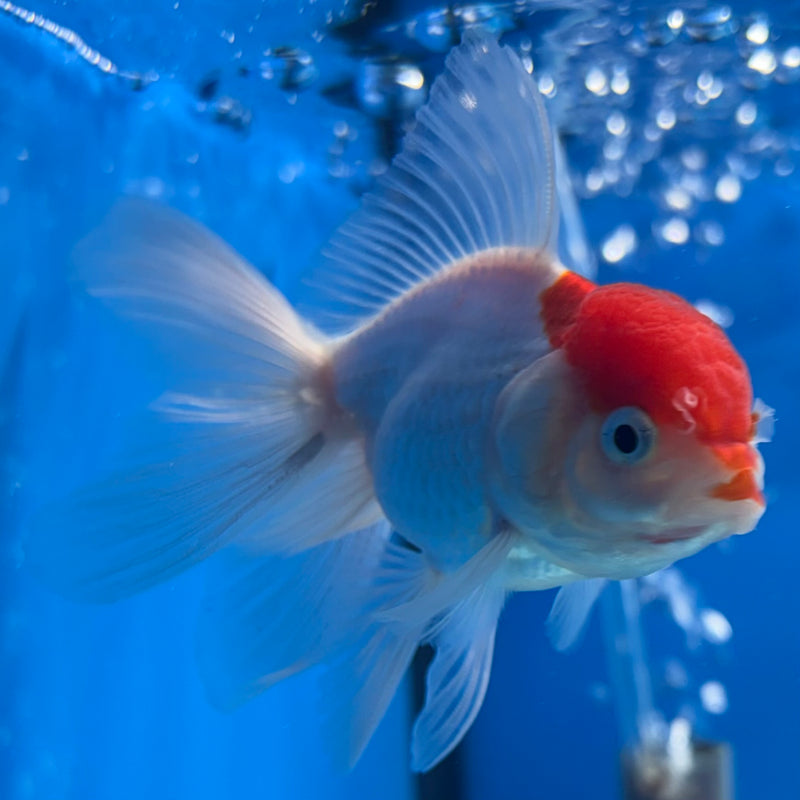 Thai Oranda White Body Red Cap 2” Body Male(CK-1020)R3B12