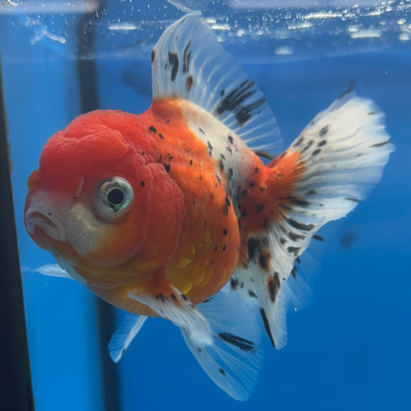 Thai Oranda Tri-Color Calico Tiger 3.5” Body Female(CK-1484)R2B17