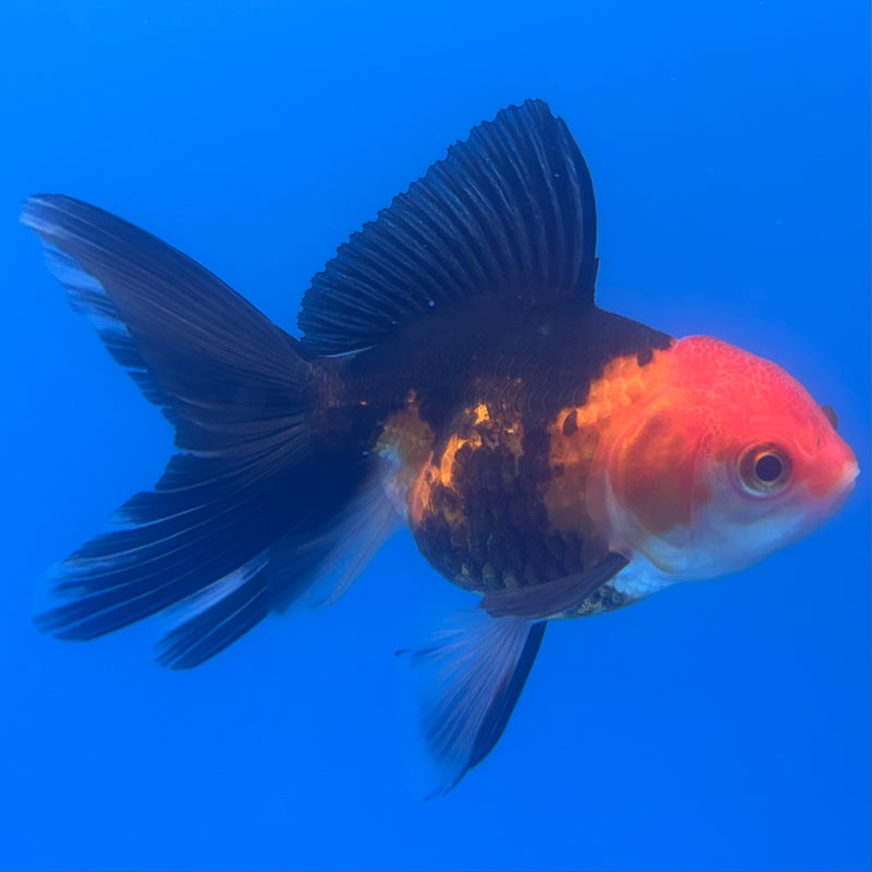 Thai Oranda Apache 2.5” Body Female(CK-1255)R3B07