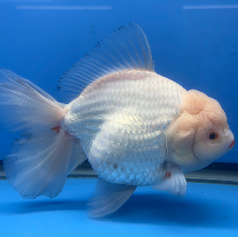 Thai Oranda JUMBO White Body 5.5” Body Male(CRP-CK-651)R1BLUETUB2