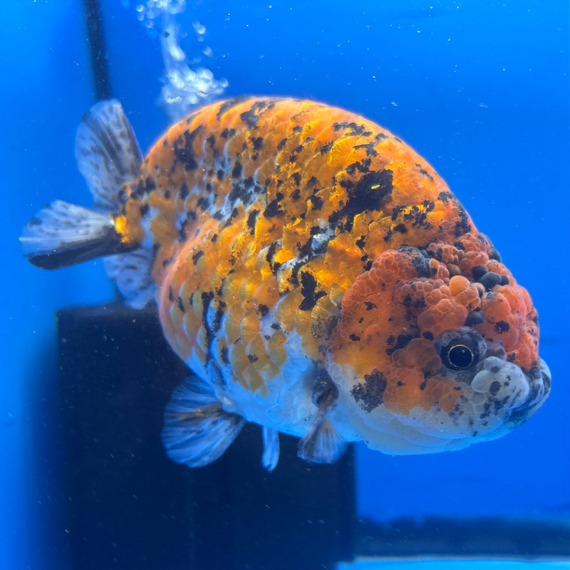 Thai Super Jumbo Calico Ranchu 6” Body Male(CK-CRP-JO1136)