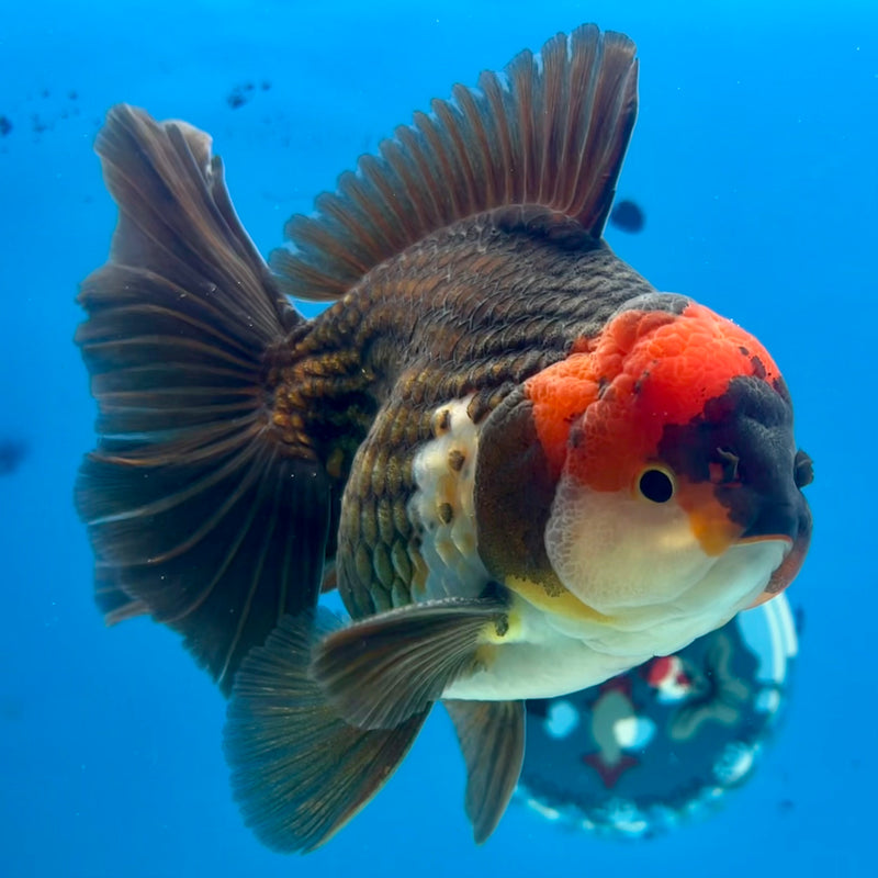 Thai Oranda Tri-Color 4” Body Male(CK-1101)SHOWTANK2