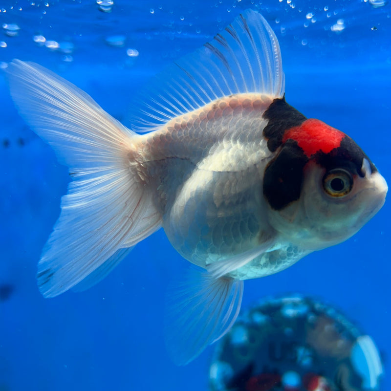 Thai Red-Cap Oranda 2.5“ Body Female (JCD-157)R3B19