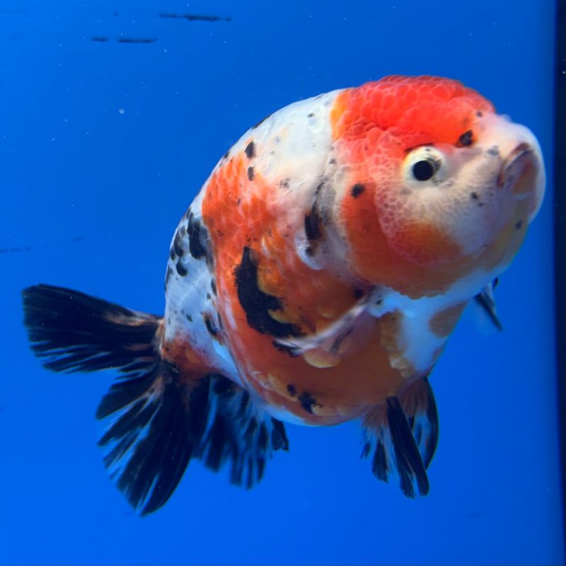 Thai Ranchu Tri-Color Calico 4” Body Male(CK-943)R2C03
