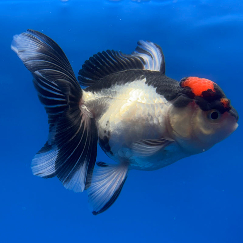 Thai Oranda Tri-Color 2.5” Body Female(CK-1248)R3B09