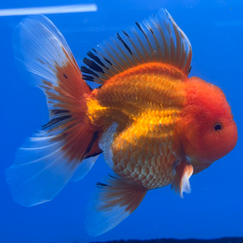 Thai Oranda JUMBO Apache 4” Body Male(CK-1367)R1B12