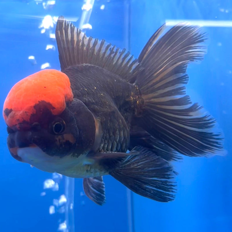 Thai Oranda Black Body Red Cap 3” Body Male(CK-669)R1B08