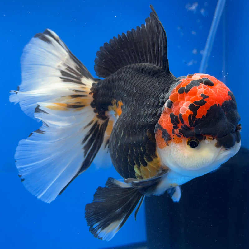 Thai Oranda NOK AA Medium Breed Peacock Tail Apache 4” Body Female(CK-802)R1A08