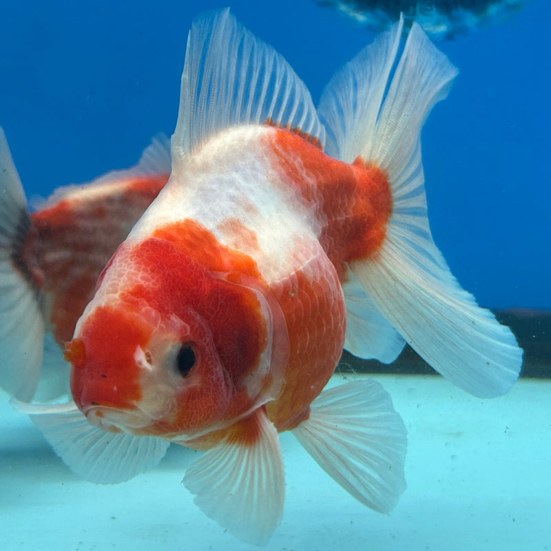 Premium Fancy Sakura Oranda 3.5” Body Male (JCD-200)R2C05