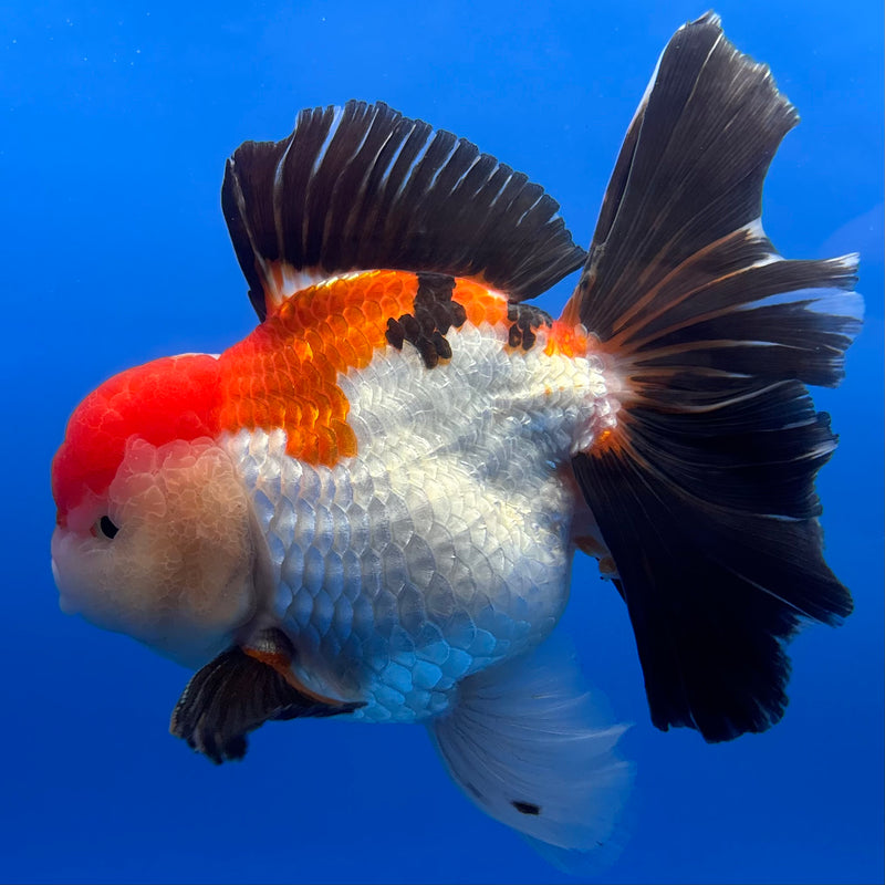 Thai Oranda AA JUMBO Apache/Tri-Color 4” Body Male(AA-CK-1355)R1BLUETUB3