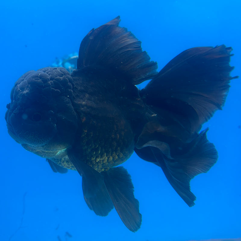 Thai Oranda JUMBO Full Black 4” Body Female(CK-1365)SHOWTANK2