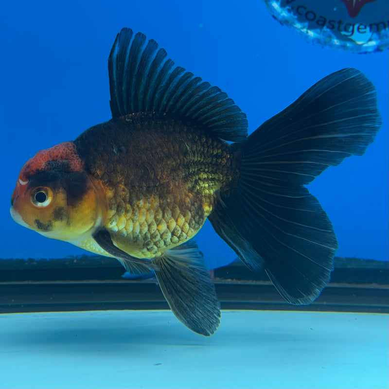 Thai Oranda Black Body Red Cap 2.5” Body Male(CK-860)R3B16