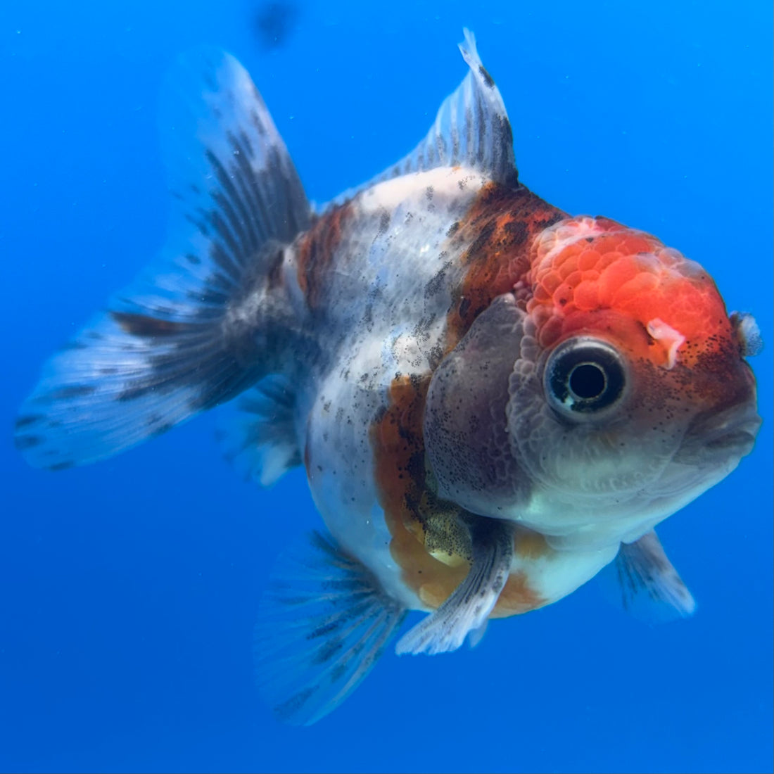 Thai Oranda Calico Yuanbao by SHOGUN 2.5” Body Female(CK-1596)R3B08