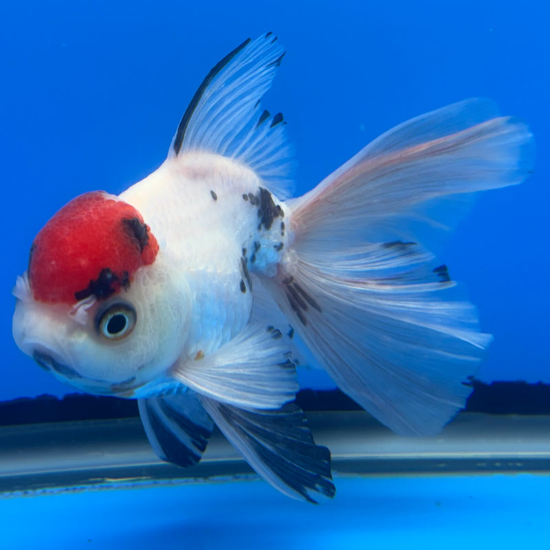Thai Oranda Tri-Color Calico 3” Body Male(CK-719)R1A01
