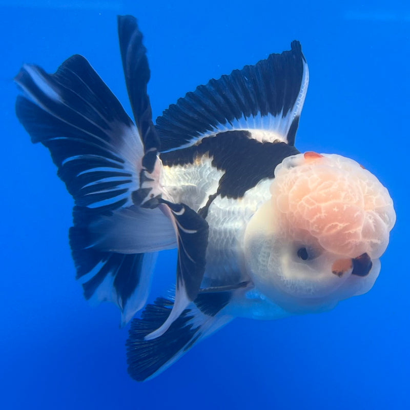 Thai Oranda Panda 3” Body Male(CK-1226)R1B08