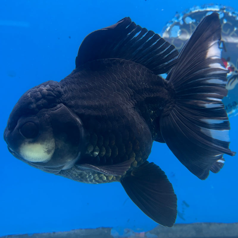 Thai Oranda Panda 4” Body Male(CK-1490)R2B19