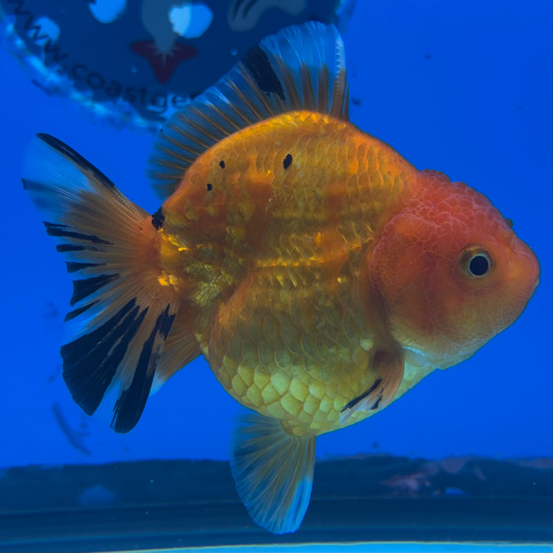 Thai Oranda SHOGUN 3” Body Female(CK-1140)R3A15