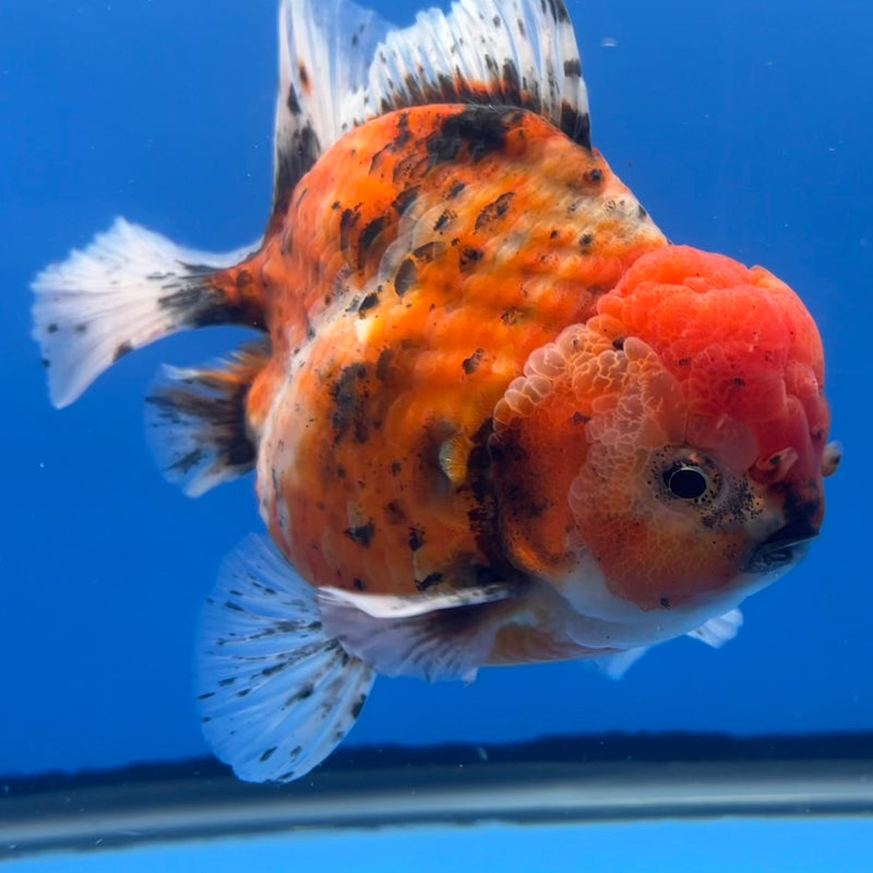 Thai Oranda JUMBO Red Calico 5” Body Male(CRP-CK-644)R1BLUETUB2