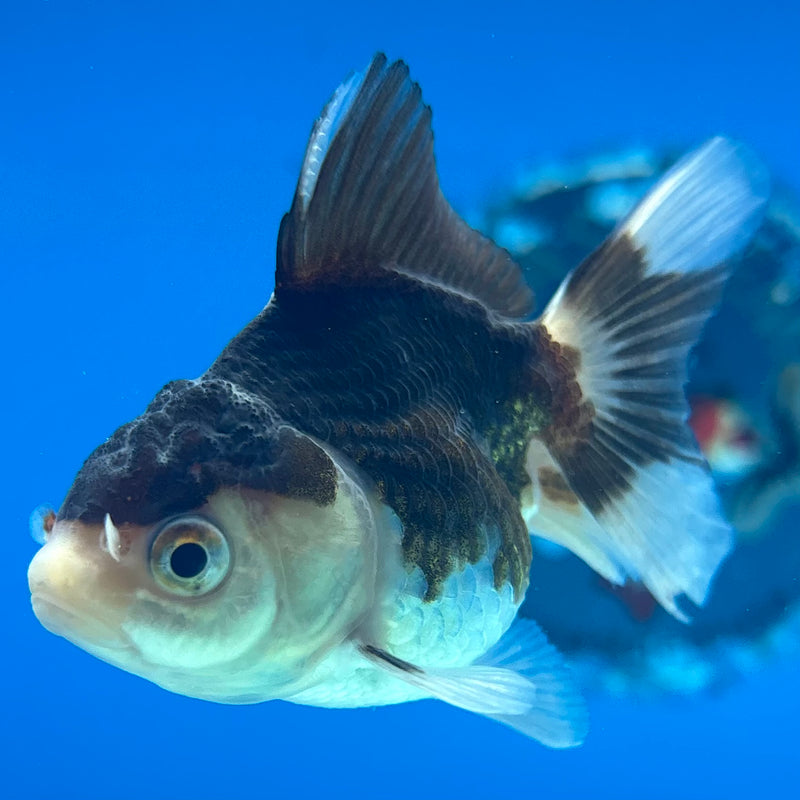 Thai Oranda Panda 2” Body Female(CK-1012)R3B15