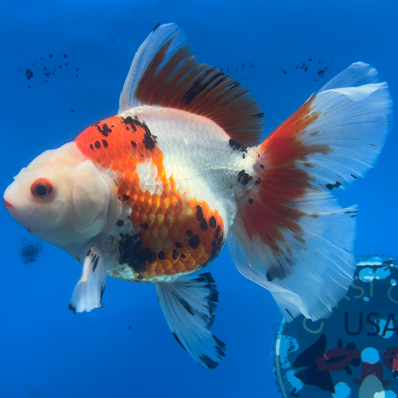 Thai Oranda Orchid Tail Tri-Color/Apache 4” Body Female(CK-1204)SHOWTANK