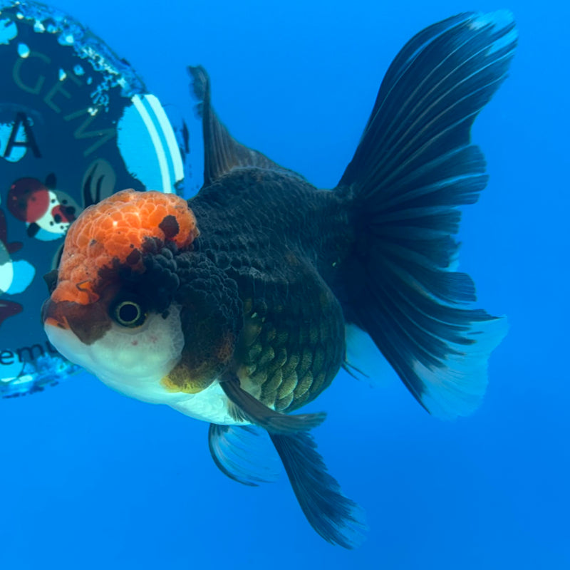 Thai Oranda Tri-Color/Black Body Red Cap 3.5” Body Female(CK-929)R1BLUETUB4