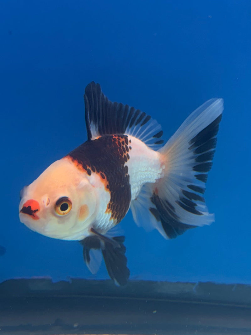 Thai Oranda Panda 3in Female (FEB-322)R2B07