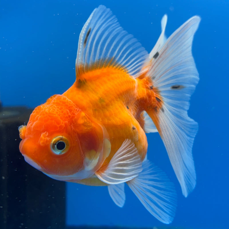 Thai Oranda Full Orange Calico RARE 3” Body Female(CK-632)R1A01