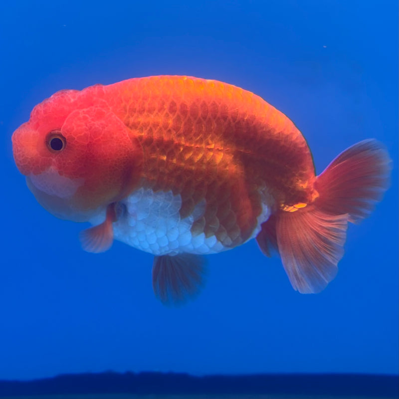 Thai Ranchu Red/White 3” Body Male(CK-827)R3A13
