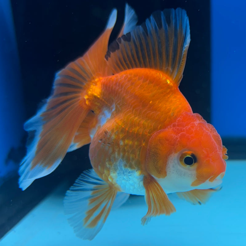 Thai Oranda Tri-Color 2.5” Body Female(CK-862)R3B16