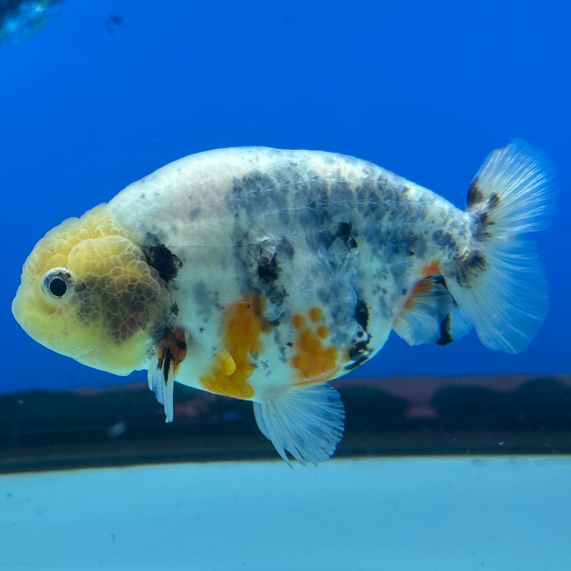 Thai Ranchu Lemon Head Calico 3” Body Male(CK-1388)R1A09