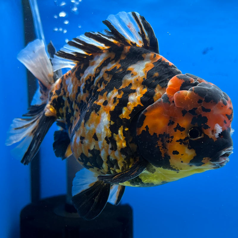 Thai Oranda Tri-Color Calico Tiger 5” Body Male(NKT-CK-1028)SHOWTANK2