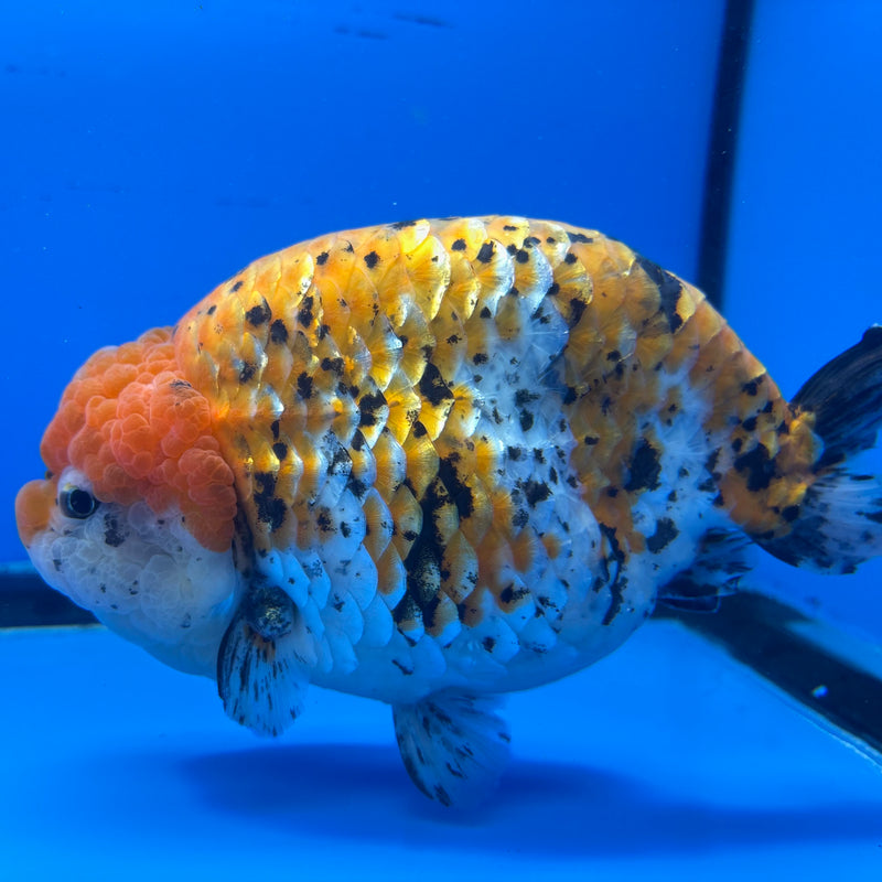 Thai Super Jumbo Calico Ranchu 6” Body Male(CK-CRP-JO1135)