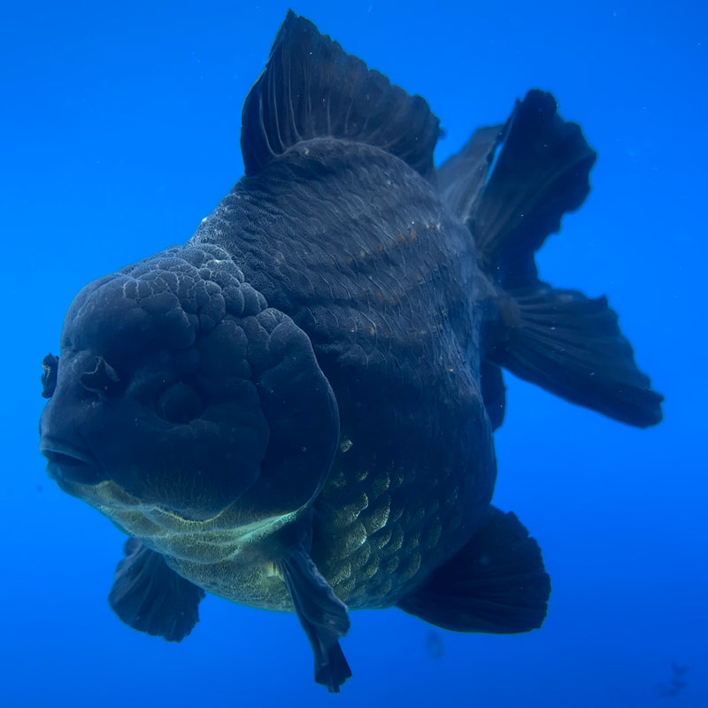 Thai Oranda Full Black 4.5” Body Male(NKT-CK-1035)SHOWTANK2